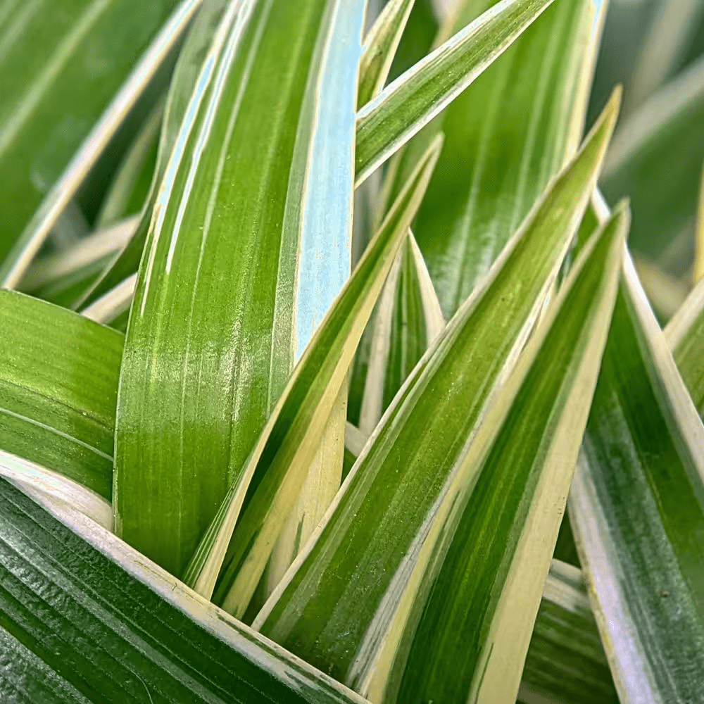 3 Gal. Dianella Flax Lilly Plant - Image 5