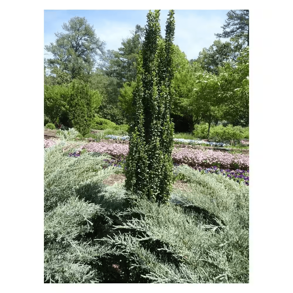 2.5 Qt. Sky Pencil Japanese Holly(Ilex), Live Plant, Upright Growth Habit - Image 4