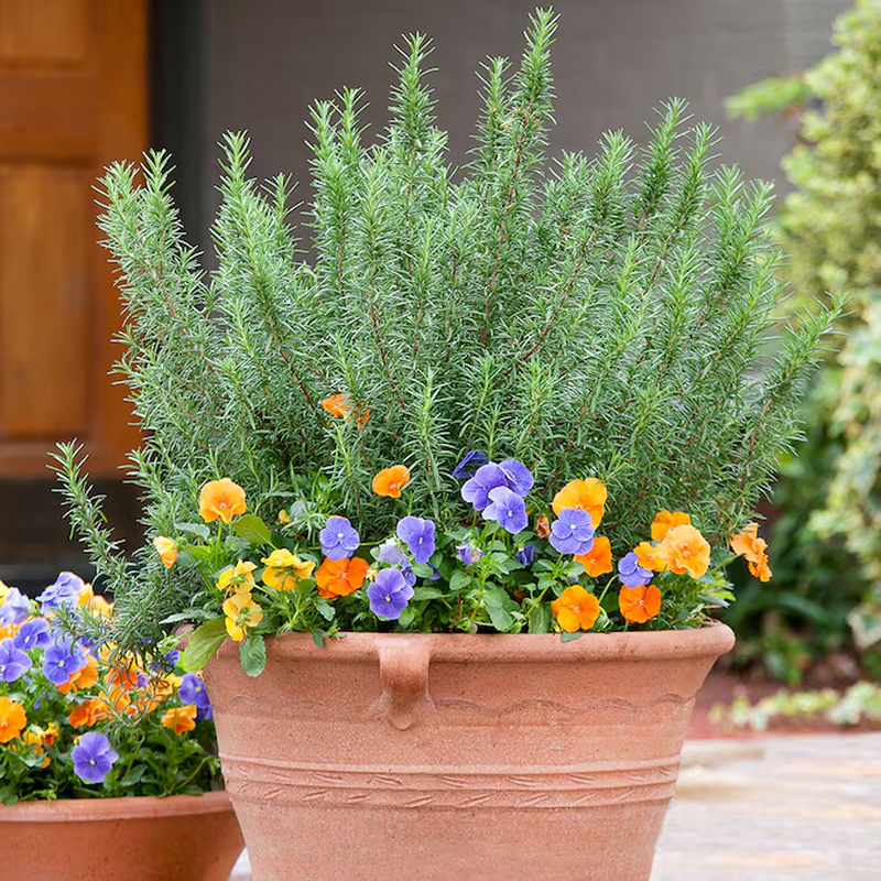 1 -Pack Rosemary Plant in Pot - Image 5