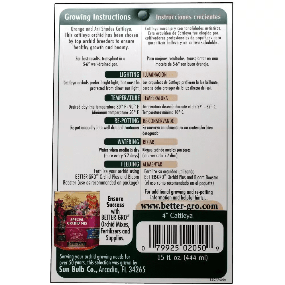 4 In. Blooming Size White with Red Lip Cattleya Packaged Orchid - Image 2