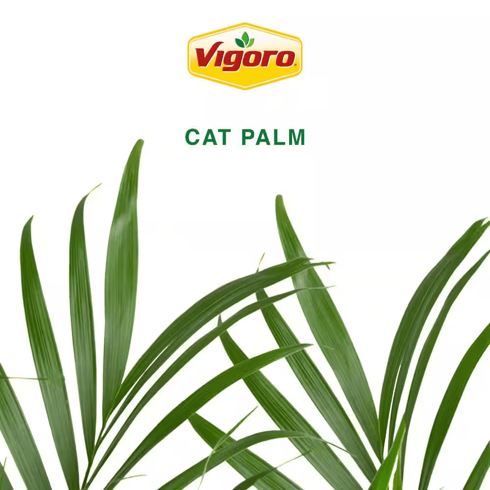 Cateracterum Indoor Palm (Cat Palm) Plant in 12 In. Decor Pot, Average Shipping Height 54-72 In. Tall - Image 9