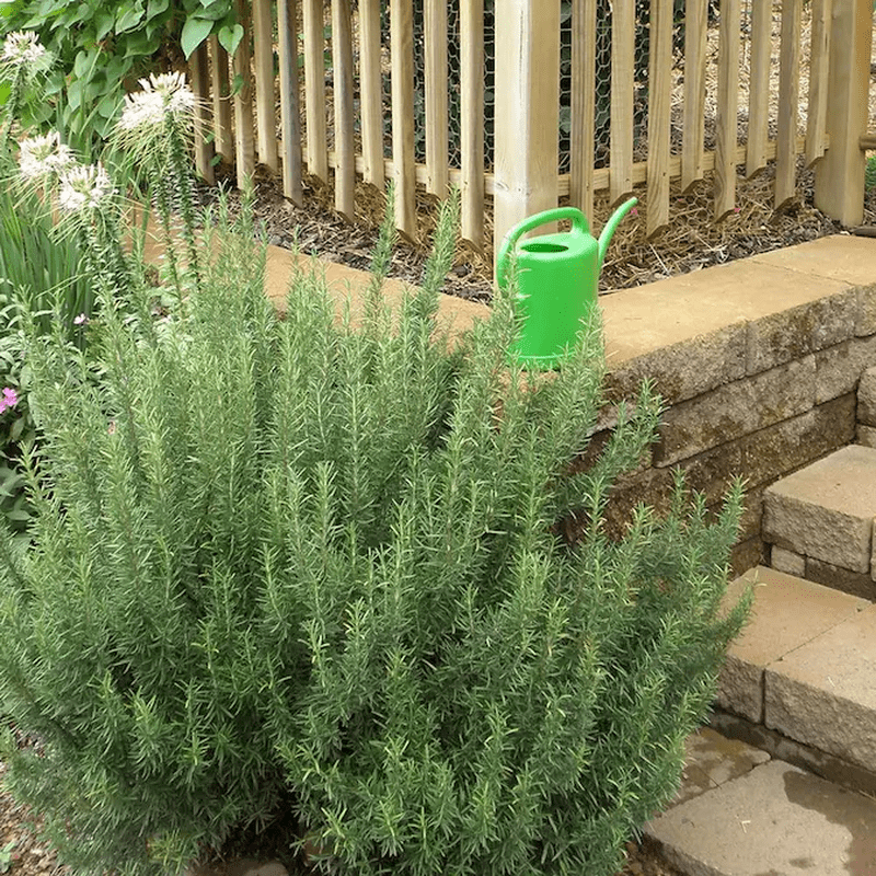 1 -Pack Rosemary Plant in Pot - Image 6