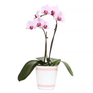 5 In. Phalaenopsis Orchid in Upgrade Pot