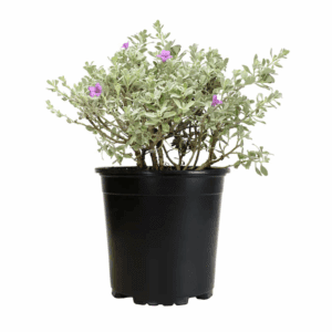 Silverado Sage Flowering Shrub in 2.5 -Quart Pot 1.0 -Pack with Purple Blooms