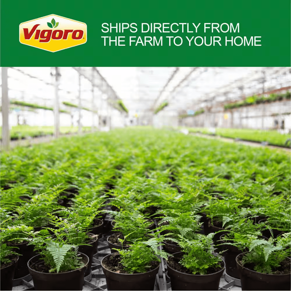 Cateracterum Indoor Palm (Cat Palm) Plant in 12 In. Decor Pot, Average Shipping Height 54-72 In. Tall - Image 6