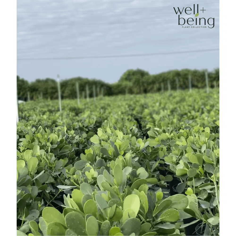 Clusia Live Outdoor Plant in Growers Pot Average Shipping Height 2-3 Ft. Tall - Image 3