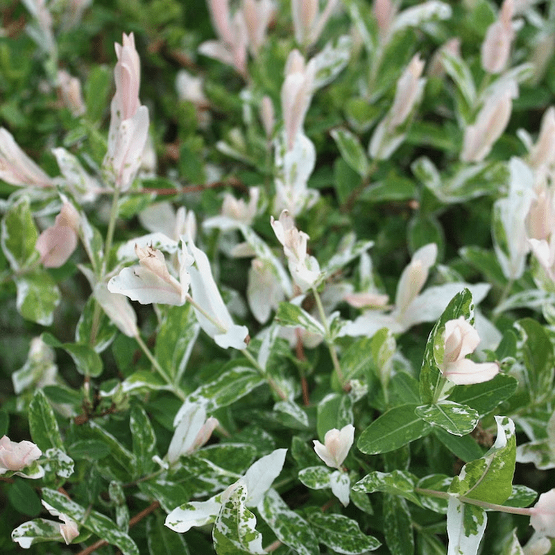 Dappled Willow Accent Shrub in 2.25 -Gallon Pot 1 -Pack - Image 2