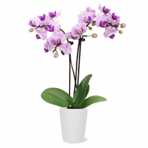 Orchid (Phalaenopsis) Mini Pink Plant in 2-1/2 In. White Ceramic Pottery