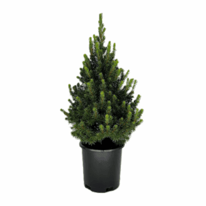 Dwarf Alberta Spruce Foundation/Hedge Shrub in 2.5 -Quart Pot 1 -Pack