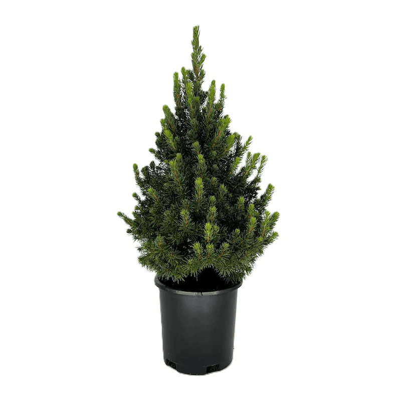 Dwarf Alberta Spruce Foundation/Hedge Shrub in 2.5 -Quart Pot 1 -Pack