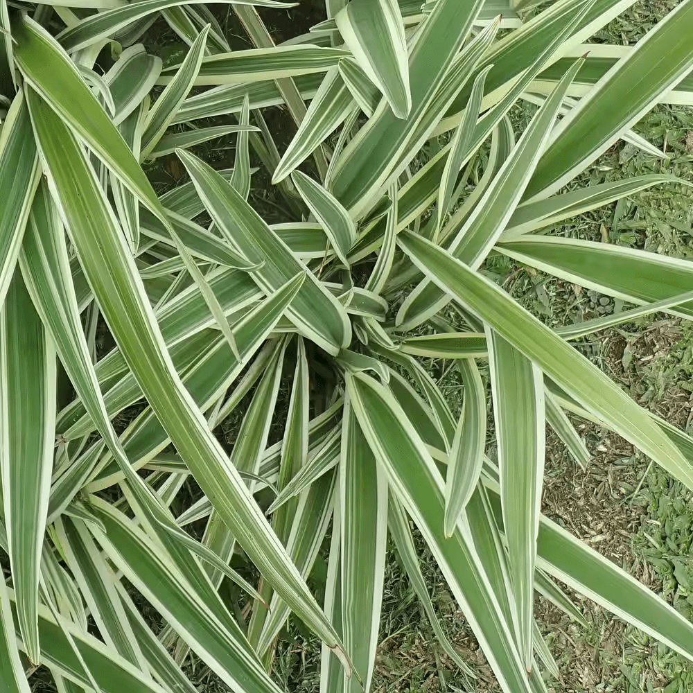 3 Gal. Dianella Flax Lilly Plant - Image 9
