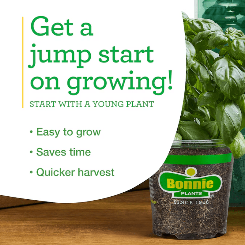 2.0 -Pack English Thyme Plant in Pot - Image 6