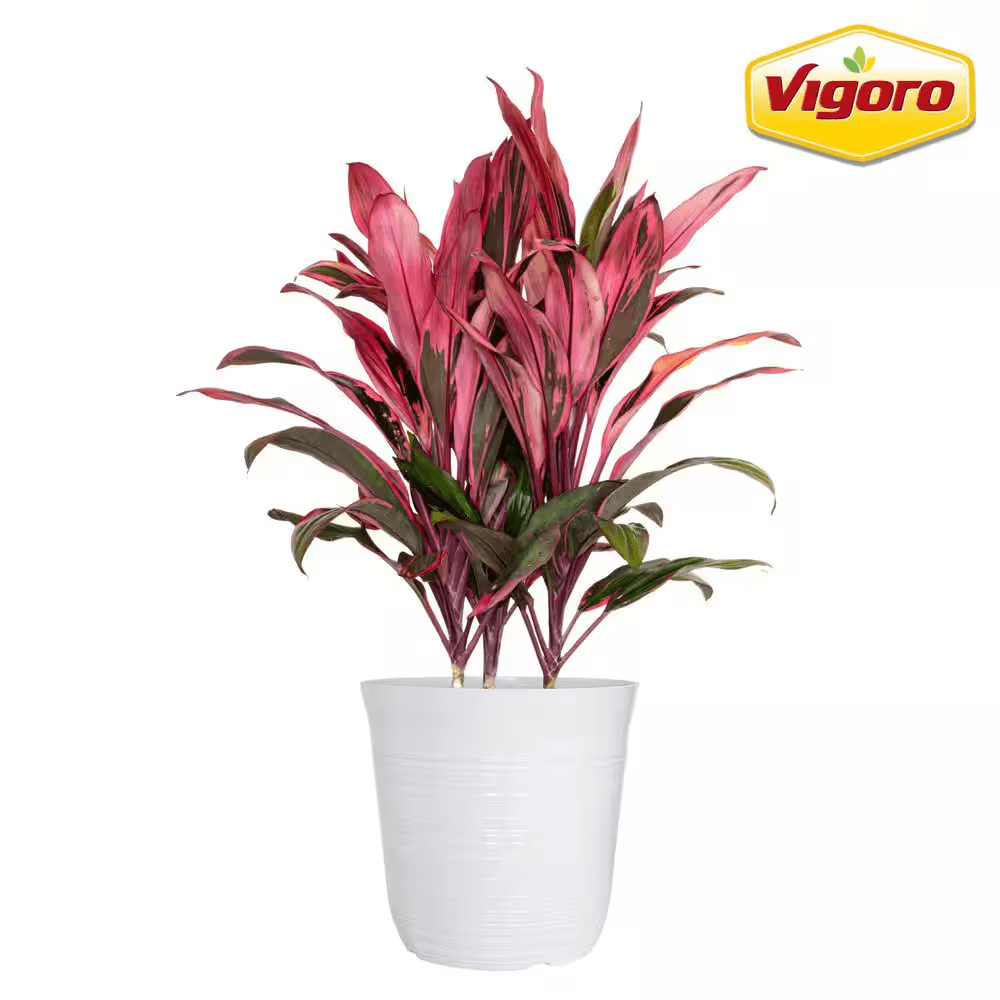 12 In. Cordyline Maria Plant in White Decor Pot