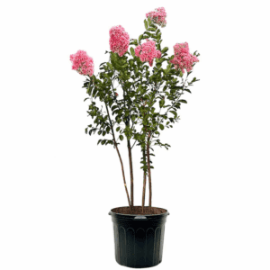 7 -Gallon Pink Flowering Miami Crape Myrtle in Pot (With Soil)