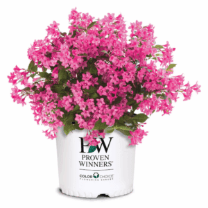 Sonic Bloom Pink Weigela Flowering Shrub in 2 -Gallon Pot 1 -Pack
