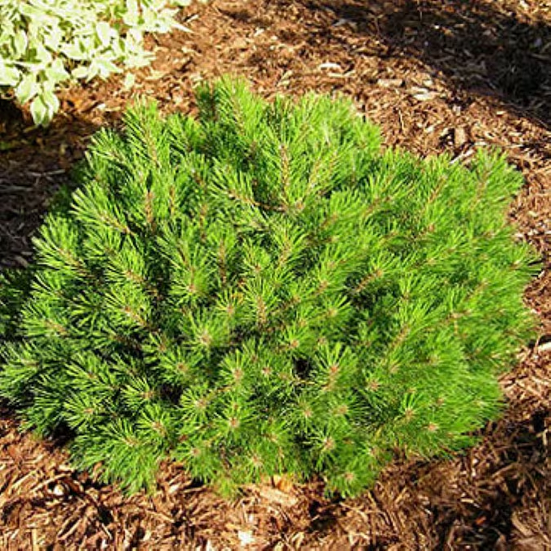 Dwarf Mugo Pine Feature Shrub in 2.5 -Quart Pot 1 -Pack - Image 2
