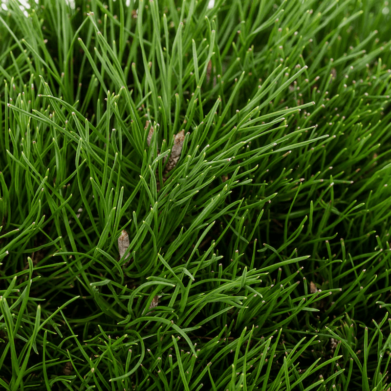 Dwarf Mugo Pine Feature Shrub in 2.5 -Quart Pot 1 -Pack - Image 3