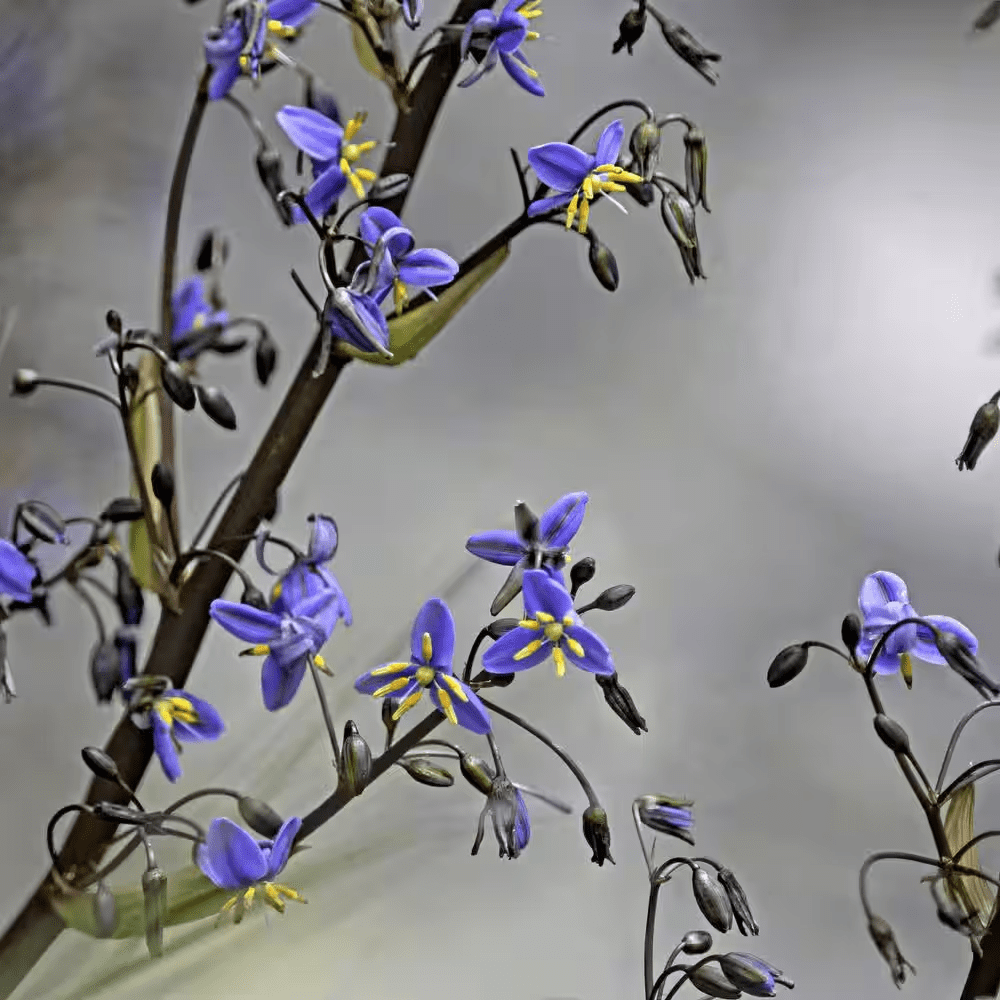 3 Gal. Dianella Flax Lilly Plant - Image 6