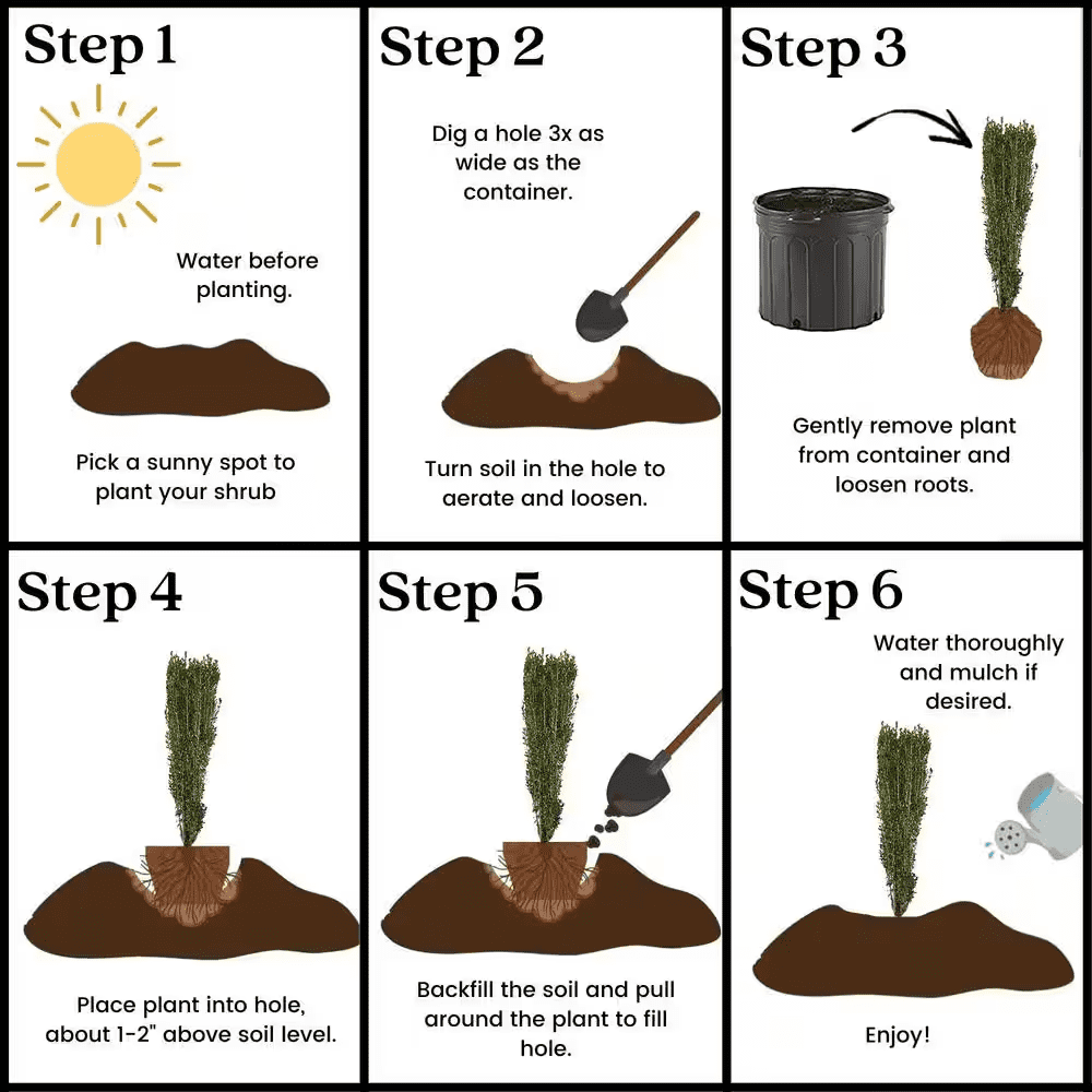 3 Gal. Sky Pencil Holly Shrub - Image 6