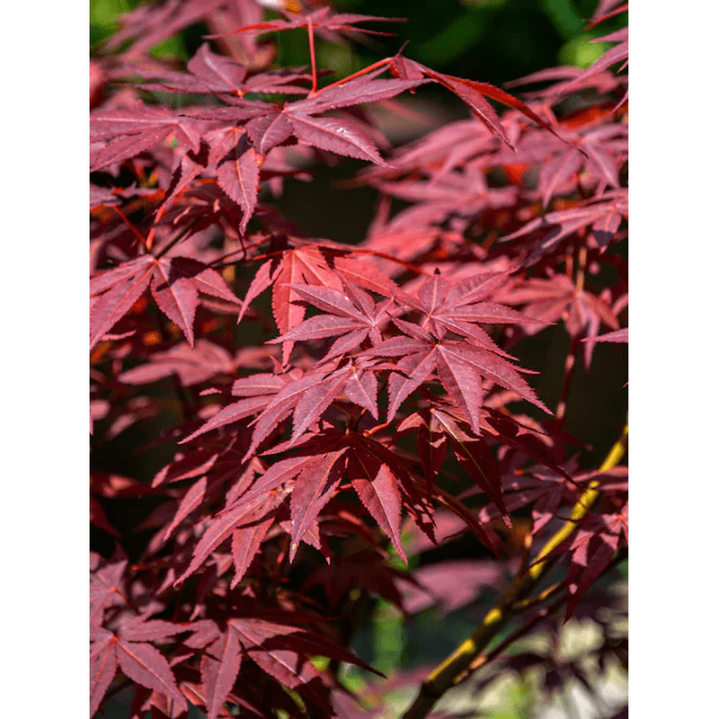 3 -Gallon Feature Japanese Red Maple Tree in Pot (With Soil) - Image 2