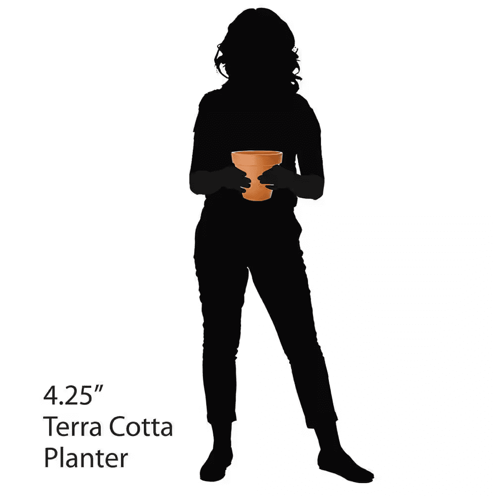 4.25 In. Small Terra Cotta Clay Pot - Image 14