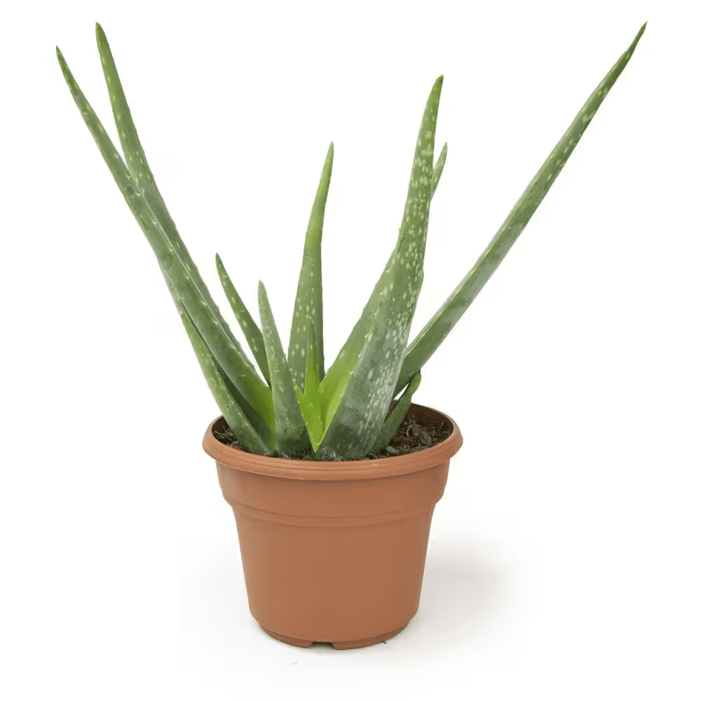 6 IN. Aloe Vera Indoor Plant in Deco Pot - Image 4