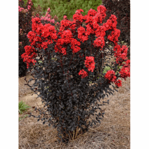 7 -Gallon Red Flowering Sunset Magic Crape Myrtle in Pot (With Soil)