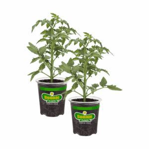 2 -Pack Big Beef Tomato (2PK) Plant in Pot