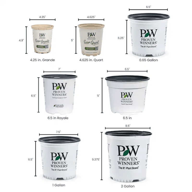 'Miss Molly' Butterfly Bush (Buddleia) Flowering Shrub in 1 -Quart Pot 1.0 -Pack with Red Blooms - Image 5