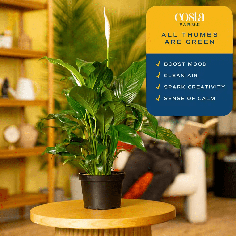 Spathiphyllum Peace Lily Indoor Plant in 6 In. Grower Pot, Avg. Shipping Height 1-2 Ft. Tall - Image 8