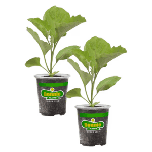 2.0 -Pack Black Beauty Eggplant Plant in Pot