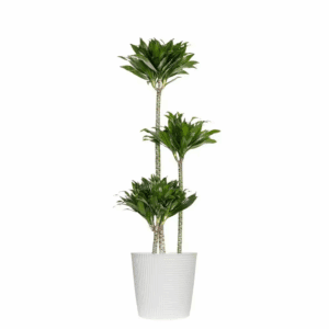 10 In. Dracaena Janet Craig Compacta Plant in White Decor Pot