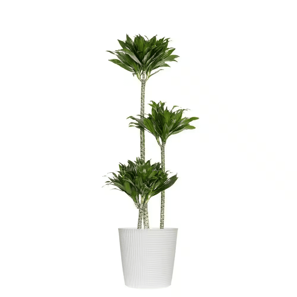 10 In. Dracaena Janet Craig Compacta Plant in White Decor Pot