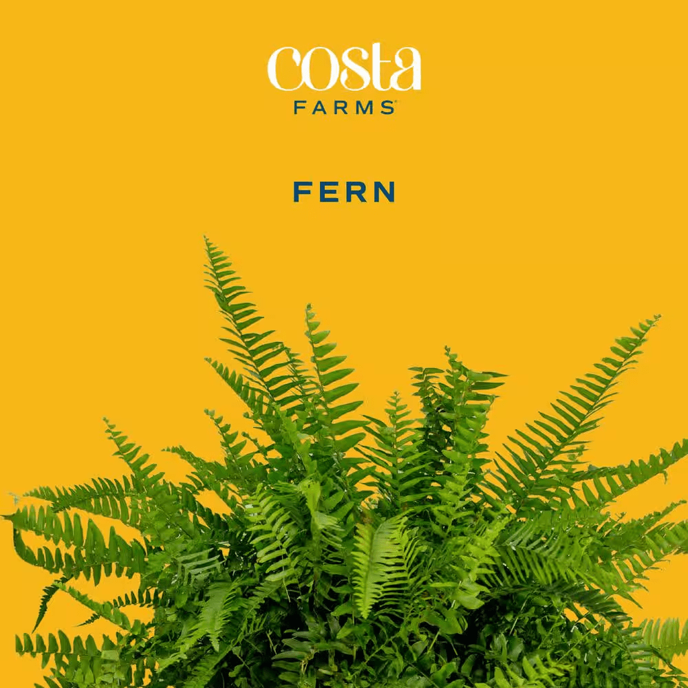 Boston Fern Indoor/Outdoor Plant in 10 In. Hanging Grower'S Pot, Avg. Shipping Height 1-2 Ft. Tall - Image 3