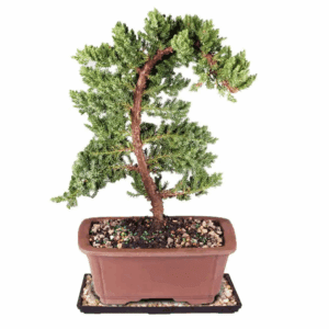 Green Mound Juniper Bonsai Outdoor Plant in Ceramic Bonsai Pot Container, 5-Years Old, 6 to 10 In.