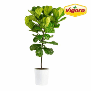 Ficus Lyrata Fiddle Leaf Fig Indoor Plant in 12 In. Decor Pot, Average Shipping Height 54-72 In. Tall