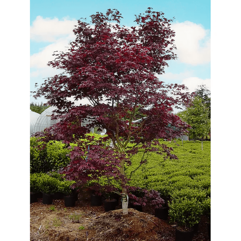 3 -Gallon Feature Japanese Red Maple Tree in Pot (With Soil) - Image 3