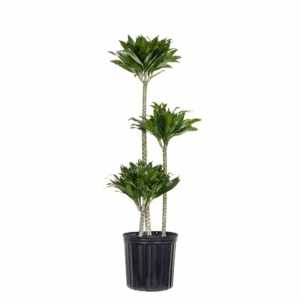10 In. Dracaena Janet Craig Compacta Plant in Grower Pot