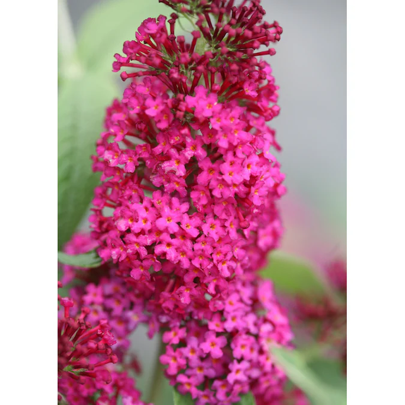 'Miss Molly' Butterfly Bush (Buddleia) Flowering Shrub in 1 -Quart Pot 1.0 -Pack with Red Blooms - Image 3
