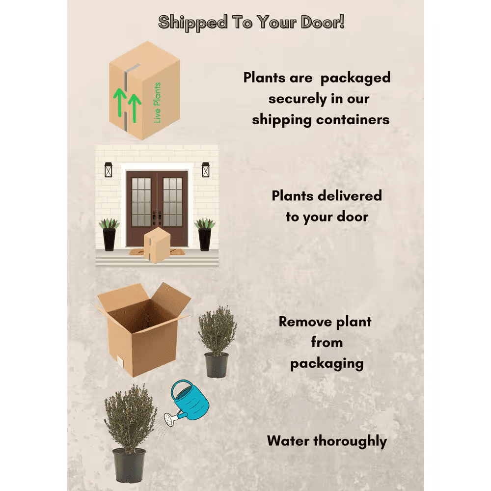 2.5 Qt. Wintergreen Boxwood Shrub Plant - Image 5