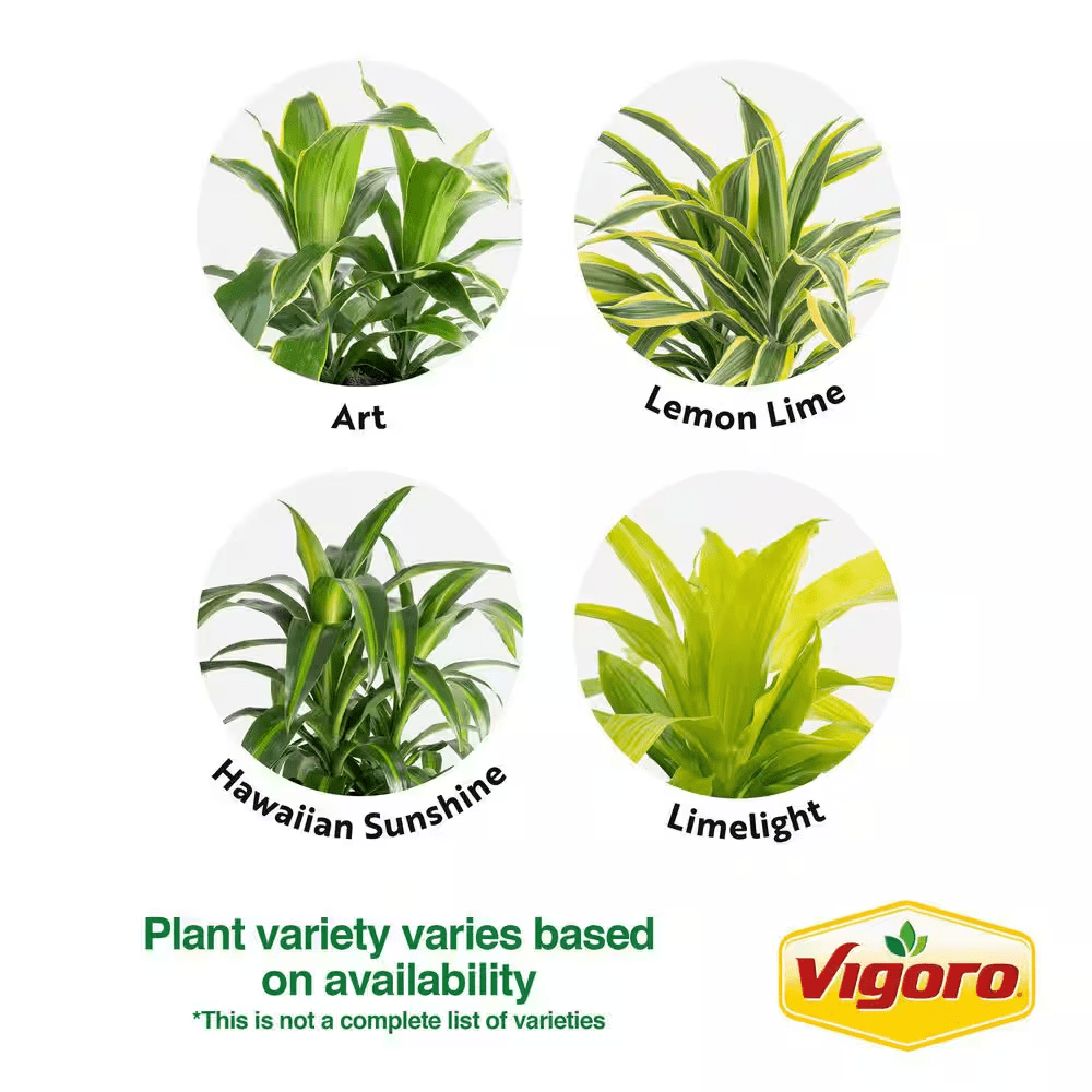 Grower'S Choice Dracaena Indoor Plant in 10 In. Decor Pot, Avg. Shipping Height 2-3 Ft. Tall - Image 9