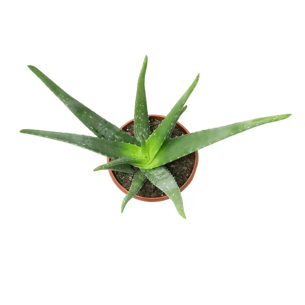 6 IN. Aloe Vera Indoor Plant in Deco Pot - Image 3