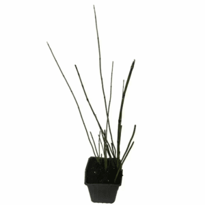 4 In. Pot Horsetail Grass Plant