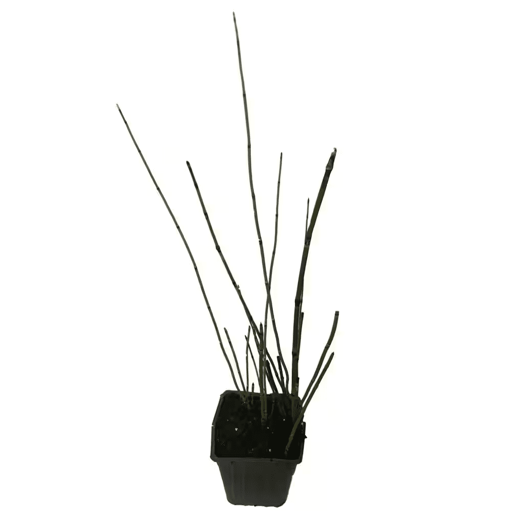 4 In. Pot Horsetail Grass Plant