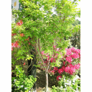 1 -Gallon Feature Sango Kaku Coral Bark Japanese Maple in Pot (With Soil)