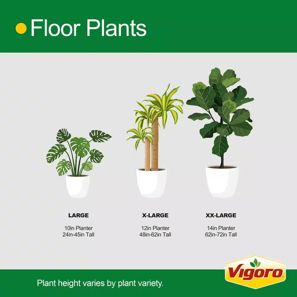 Grower'S Choice Dracaena Indoor Plant in 10 In. Decor Pot, Avg. Shipping Height 2-3 Ft. Tall - Image 8