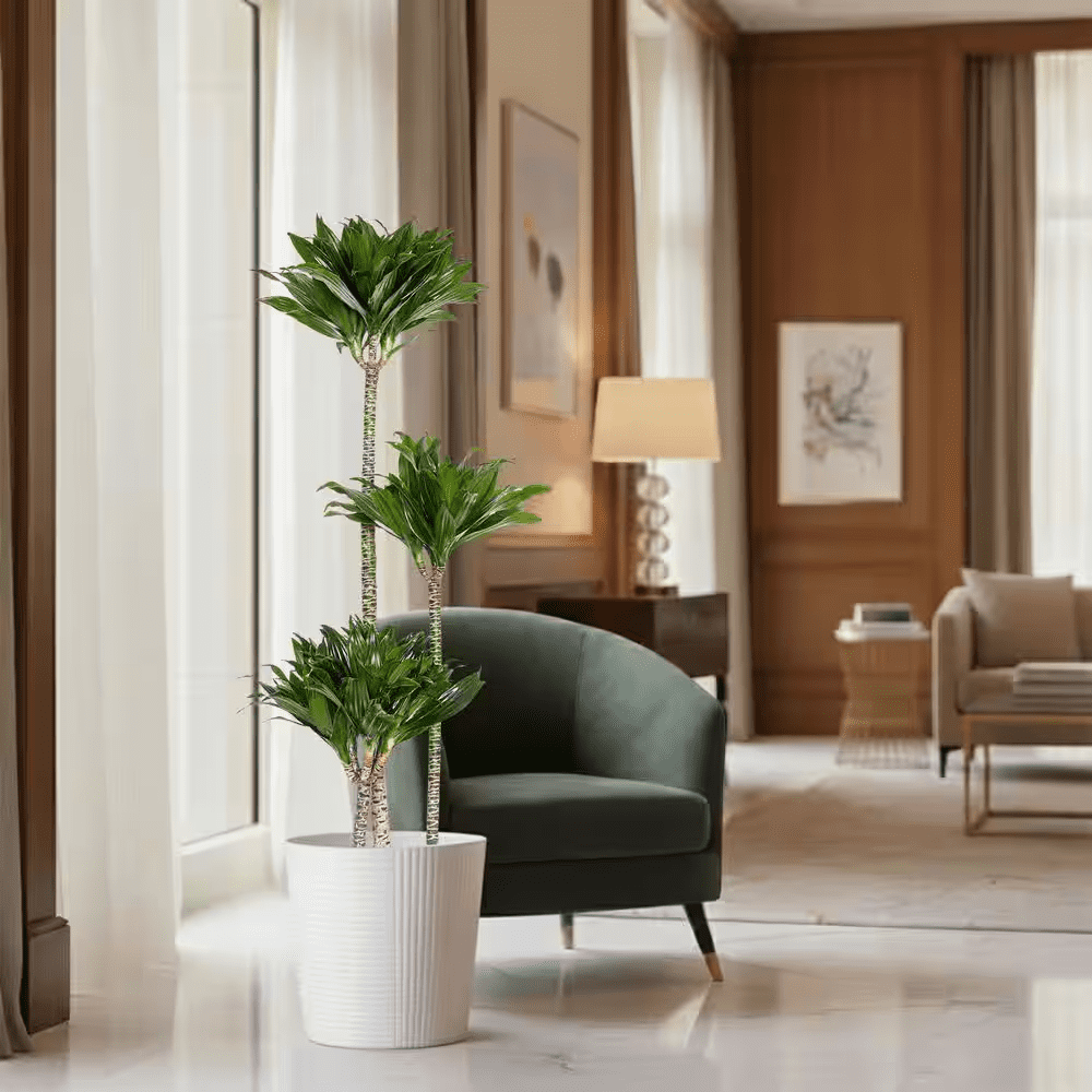 10 In. Dracaena Janet Craig Compacta Plant in White Decor Pot - Image 3