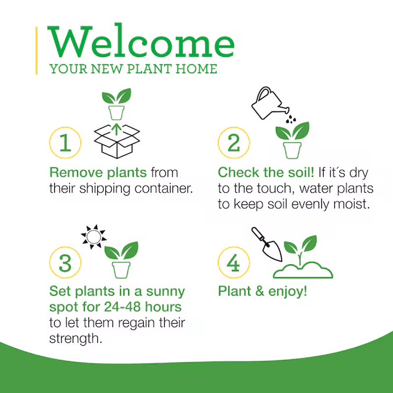 2.0 -Pack English Thyme Plant in Pot - Image 7