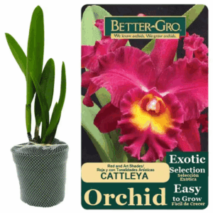 4 In. Red Cattleya Packaged Orchid
