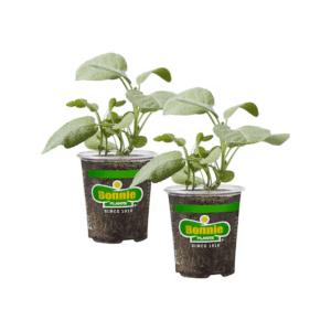 2.0 -Pack Garden Sage Plant in Pot